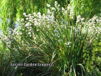 Photo of New Zealand Iris (Libertia grandiflora) uploaded by Joy