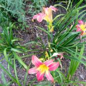 Location: My garden in KentuckyDate: 2015-07-07Unknown daylily at this time