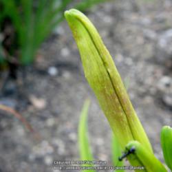 Location: My garden in Kentucky
Date: 2015-07-07
Unknown daylily at this time