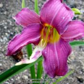 Location: My garden in KentuckyDate: 2015-07-07Unknown daylily at this time