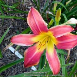 Location: My garden in Kentucky
Date: 2015-07-07
Unknown daylily at this time