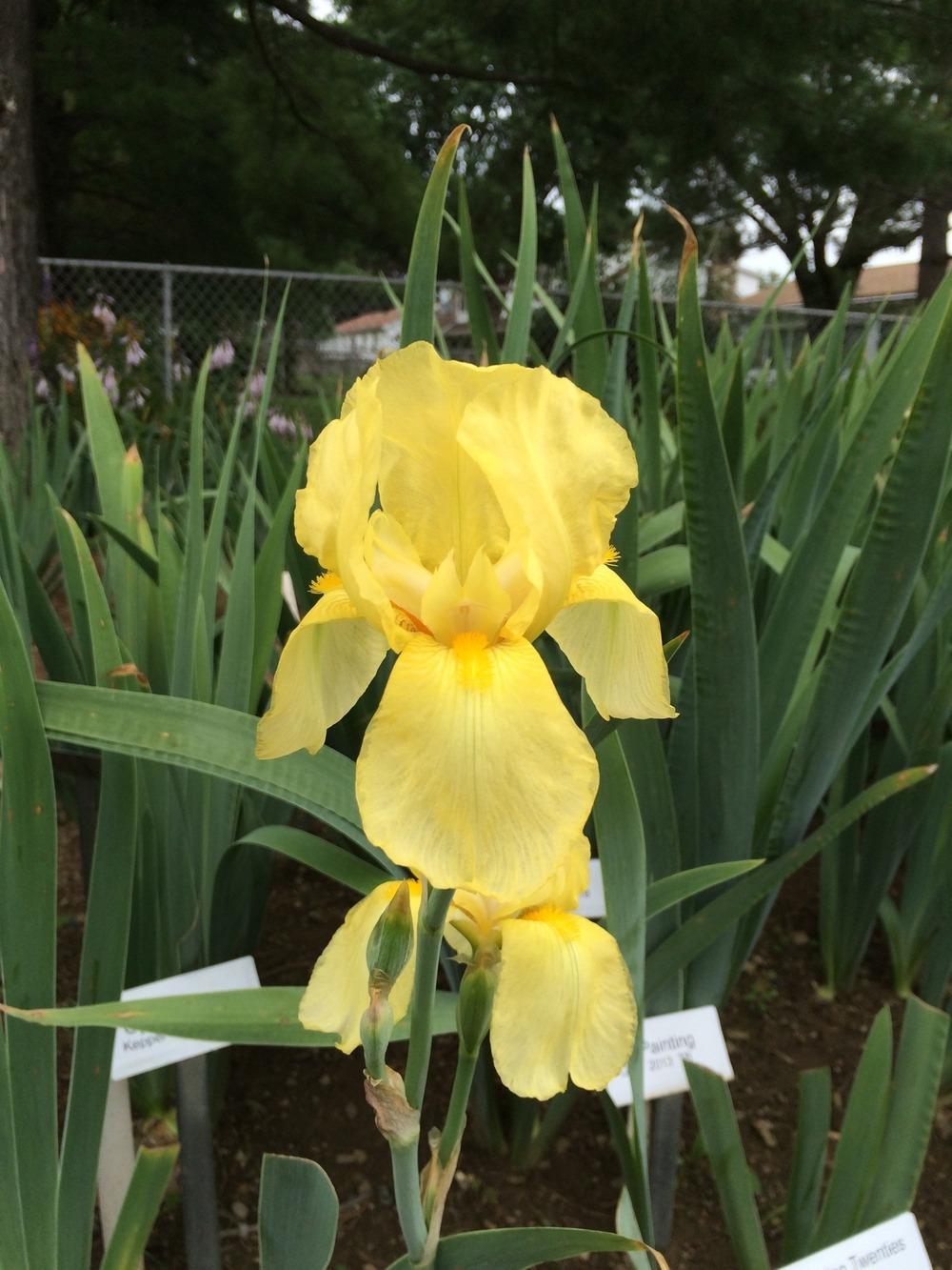 Photo of Tall Bearded Iris (Iris 'July Sunshine') uploaded by Misawa77