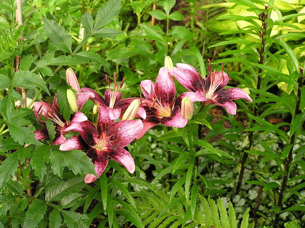Photo of Lily (Lilium 'Thesire') uploaded by mandolls