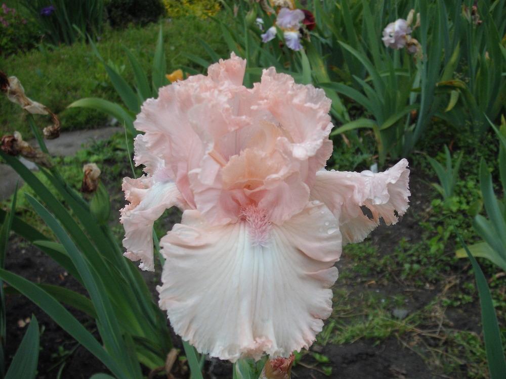 Photo of Tall Bearded Iris (Iris 'Faithfully Yours') uploaded by pasla3