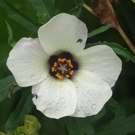 Photo of Flower of an Hour (Hibiscus trionum) uploaded by plantrob