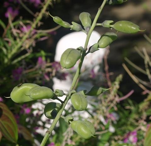 Photo of White Wild indigo (Baptisia alba) uploaded by plantrob