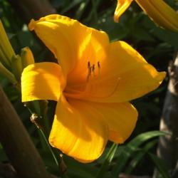 Location: Allentown, Pennsylvania
Date: 2015-07-11
oldest daylily in our garden, nameless, with thick butter-yellow 