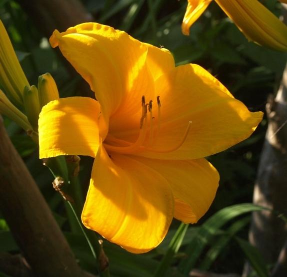 Photo of Daylilies (Hemerocallis) uploaded by plantrob