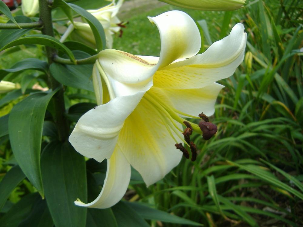 Photo of Lily (Lilium 'Conca d'Or') uploaded by tveguy3