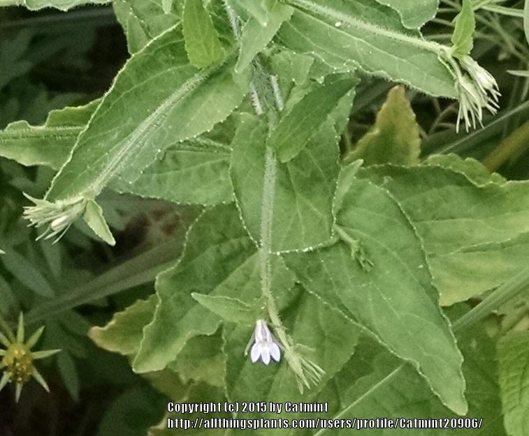 Photo of Indian Tobacco (Lobelia inflata) uploaded by Catmint20906