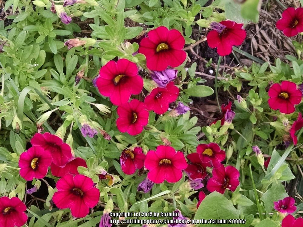 Photo of Million Bells (Calibrachoa MiniFamous Compact™ Dark Red) uploaded by Catmint20906