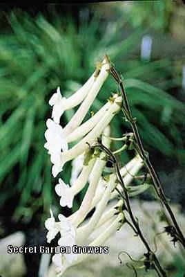 Photo of Hardy White Gloxinia (Sinningia tubiflora) uploaded by Joy