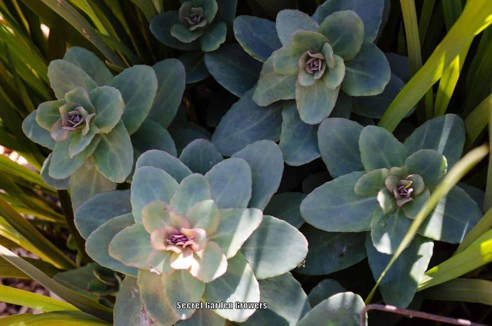 Photo of Stonecrop (Hylotelephium maximum subsp. maximum 'Bertram Anderson') uploaded by Joy
