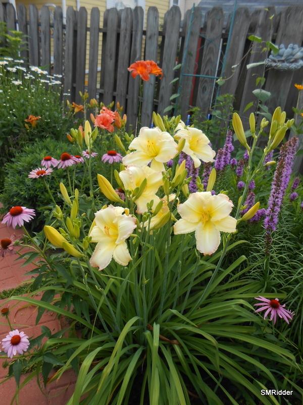 Photo of Daylily (Hemerocallis 'Beautiful Edgings') uploaded by LilySue