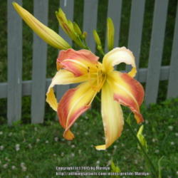 Location: My garden in Kentucky
Date: 2014-07-16
Love this daylily and it is one of my favorites!