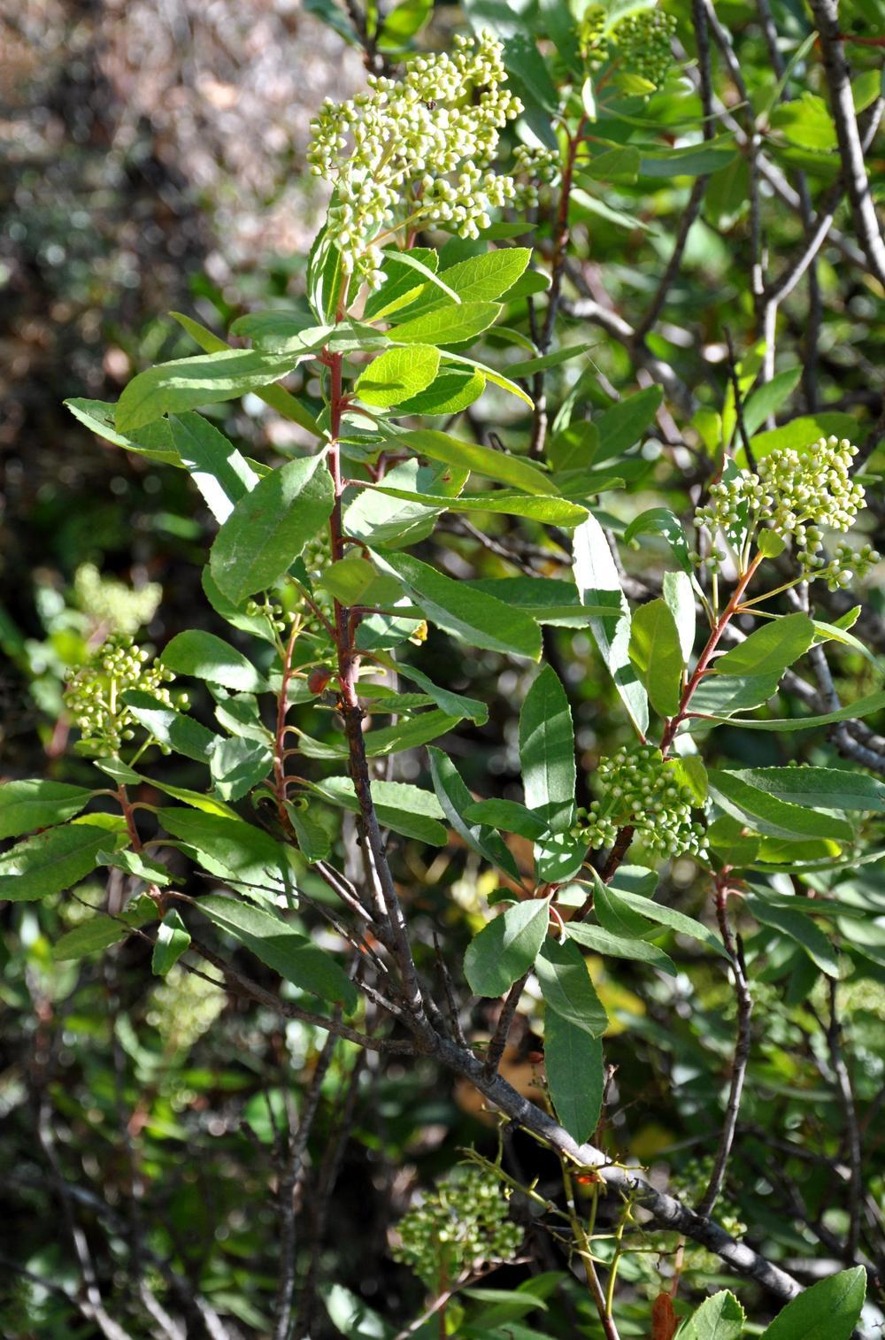 Photo of Toyon (Heteromeles arbutifolia) uploaded by admin