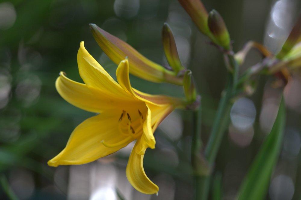 Photo of Daylily (Hemerocallis dumortieri) uploaded by admin