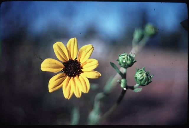 Photo of Southeastern Sunflower (Helianthus agrestis) uploaded by admin