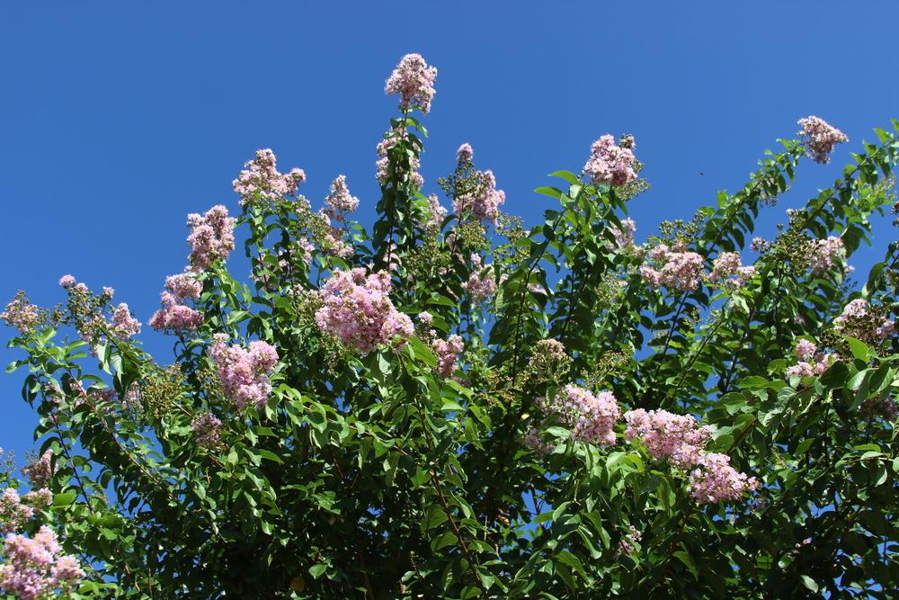Photo of Crepe Myrtle (Lagerstroemia 'Biloxi') uploaded by dave