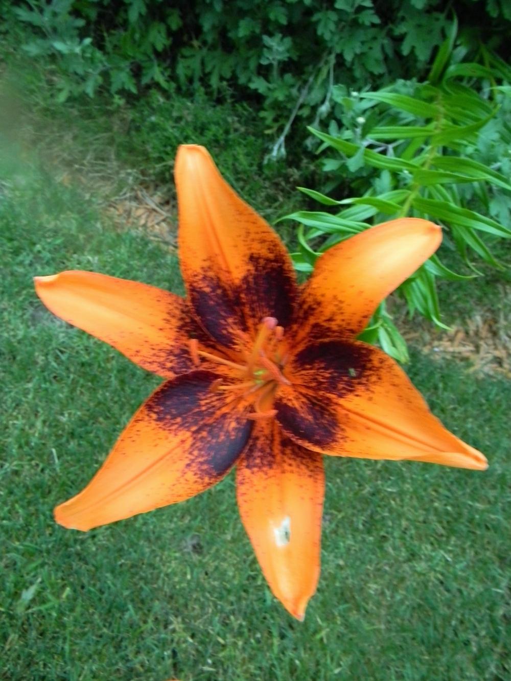 Photo of Lily (Lilium 'Orange Art') uploaded by mattsmom