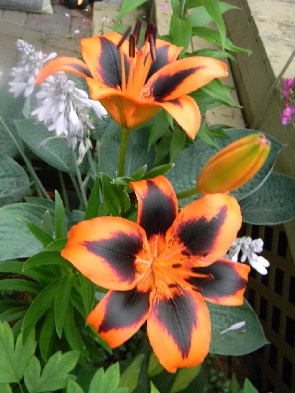Photo of Lily (Lilium Lily Allen) uploaded by mattsmom