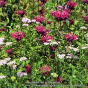 Pale pink Achillea mixed in with Monarda 'Colrain Red'.