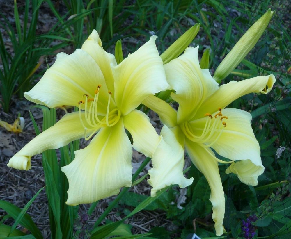 Photo of Daylily (Hemerocallis 'Simplicity in Motion') uploaded by twixanddud