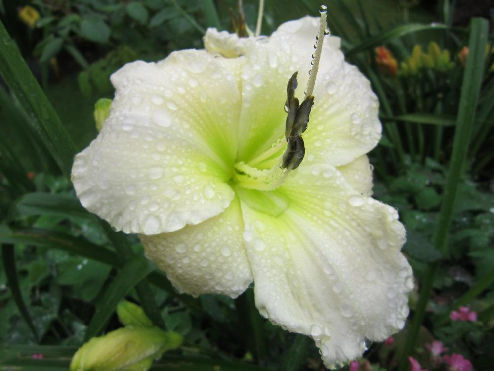 Photo of Daylily (Hemerocallis 'White Perfection') uploaded by Halfprice
