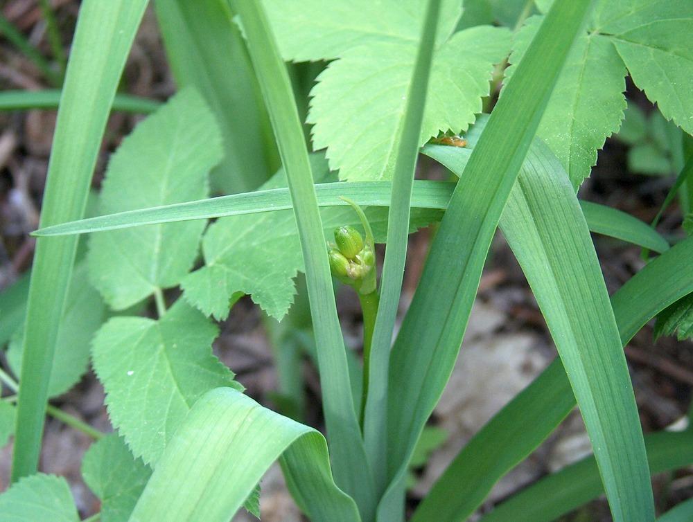 Photo of Daylily (Hemerocallis lilioasphodelus) uploaded by admin