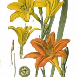 
Hemerocallis lilioasphodelus - A and fulva - B  Atlas des plantes