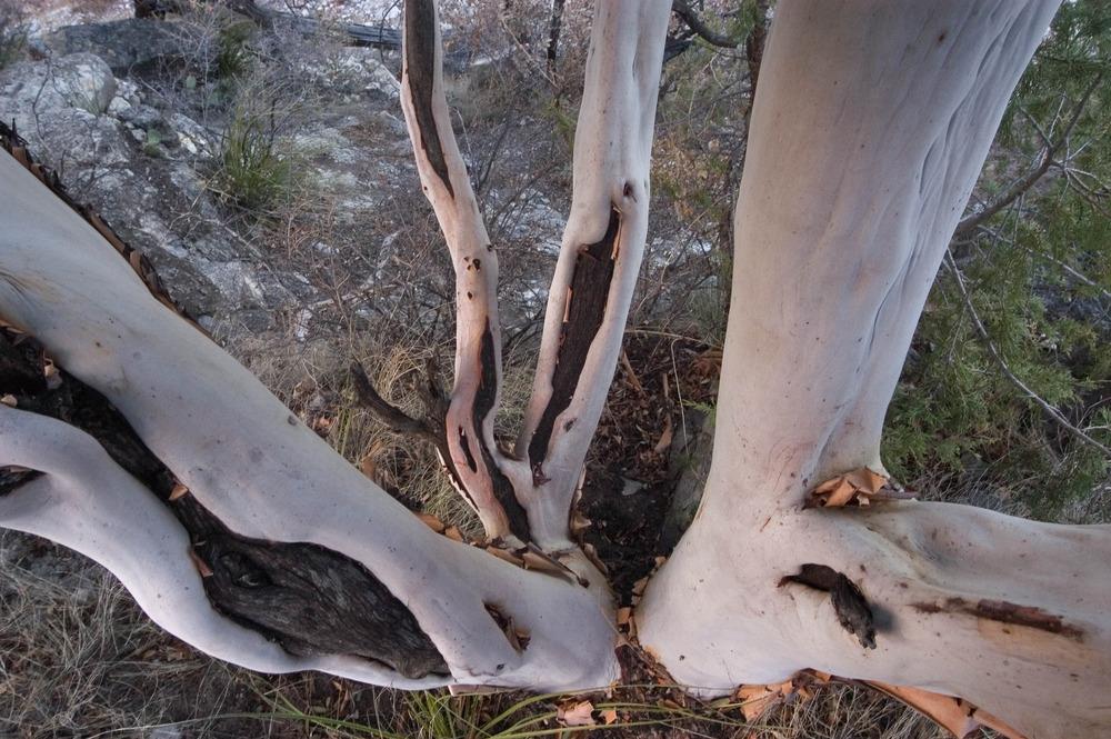 Photo of Texas Madrone (Arbutus xalapensis) uploaded by admin
