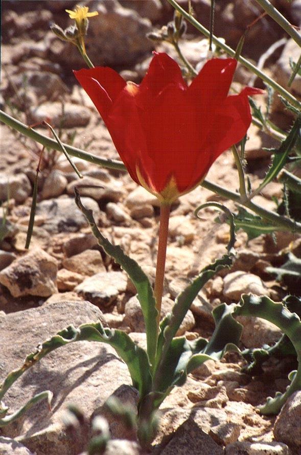 Photo of Species Tulip (Tulipa systola) uploaded by admin