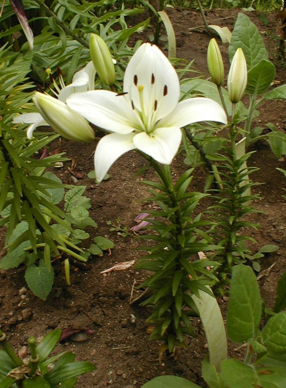 Photo of Lily (Lilium 'Navona') uploaded by admin