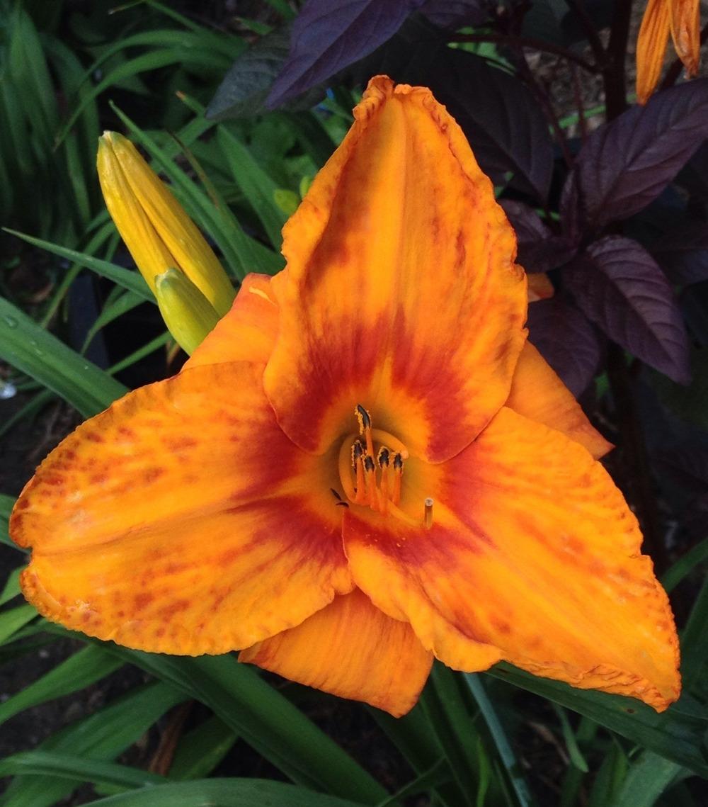 Photo of Daylily (Hemerocallis 'Embers of Vesuvius') uploaded by bxncbx