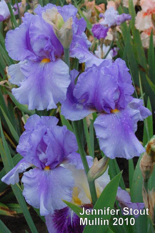 Photo of Tall Bearded Iris (Iris 'Jennifer Stout') uploaded by coboro