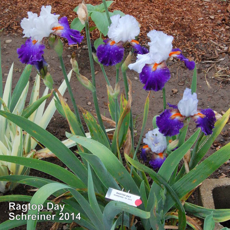 Photo of Tall Bearded Iris (Iris 'Ragtop Day') uploaded by coboro