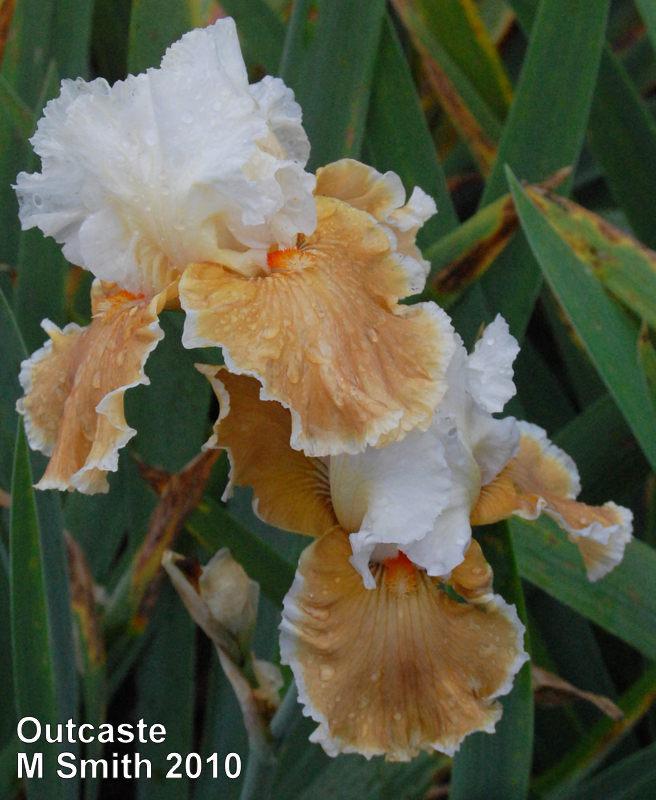 Photo of Tall Bearded Iris (Iris 'Outcaste') uploaded by coboro