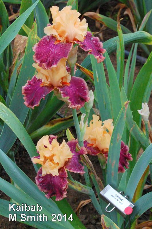 Photo of Tall Bearded Iris (Iris 'Kaibab') uploaded by coboro