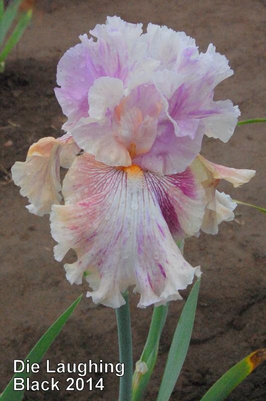 Photo of Tall Bearded Iris (Iris 'Die Laughing') uploaded by coboro