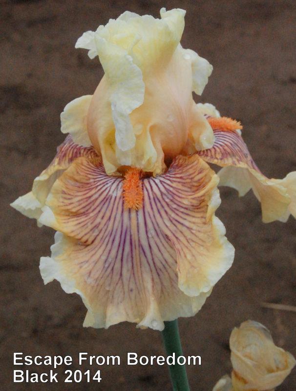 Photo of Tall Bearded Iris (Iris 'Escape from Boredom') uploaded by coboro