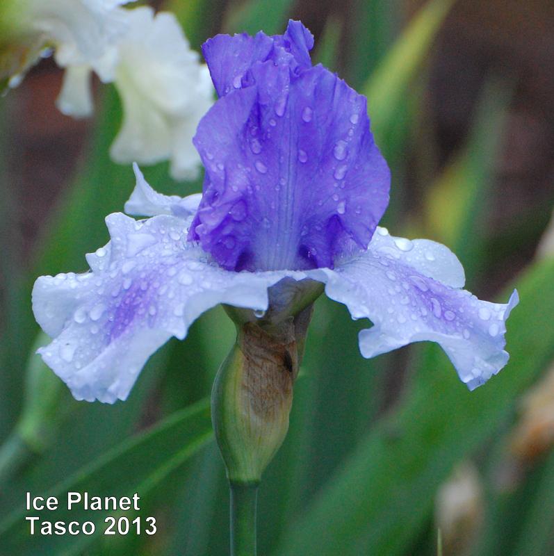 Photo of Tall Bearded Iris (Iris 'Ice Planet') uploaded by coboro