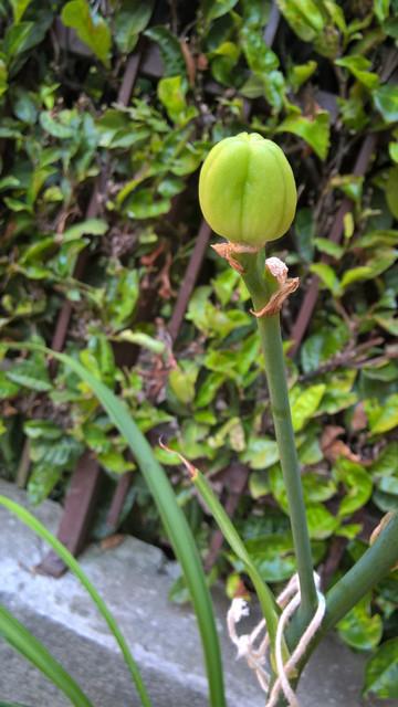 Photo of Daylily (Hemerocallis 'Spanish Glow') uploaded by cybersix