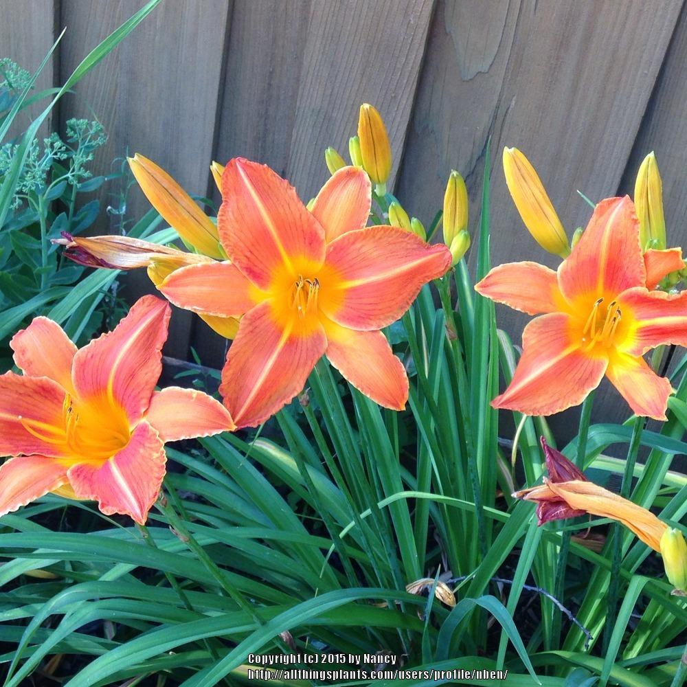 Photo of Daylily (Hemerocallis 'Orange Vols') uploaded by nben
