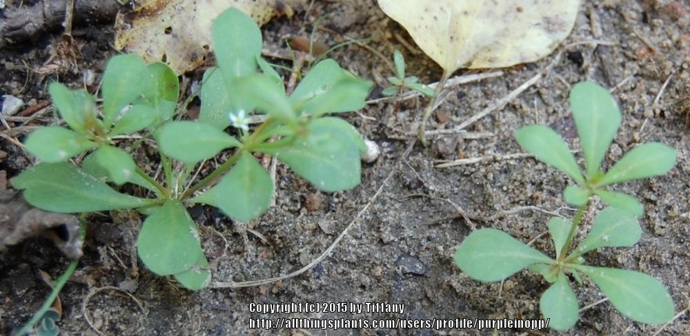 Photo of Green Carpetweed (Mollugo verticillata) uploaded by purpleinopp