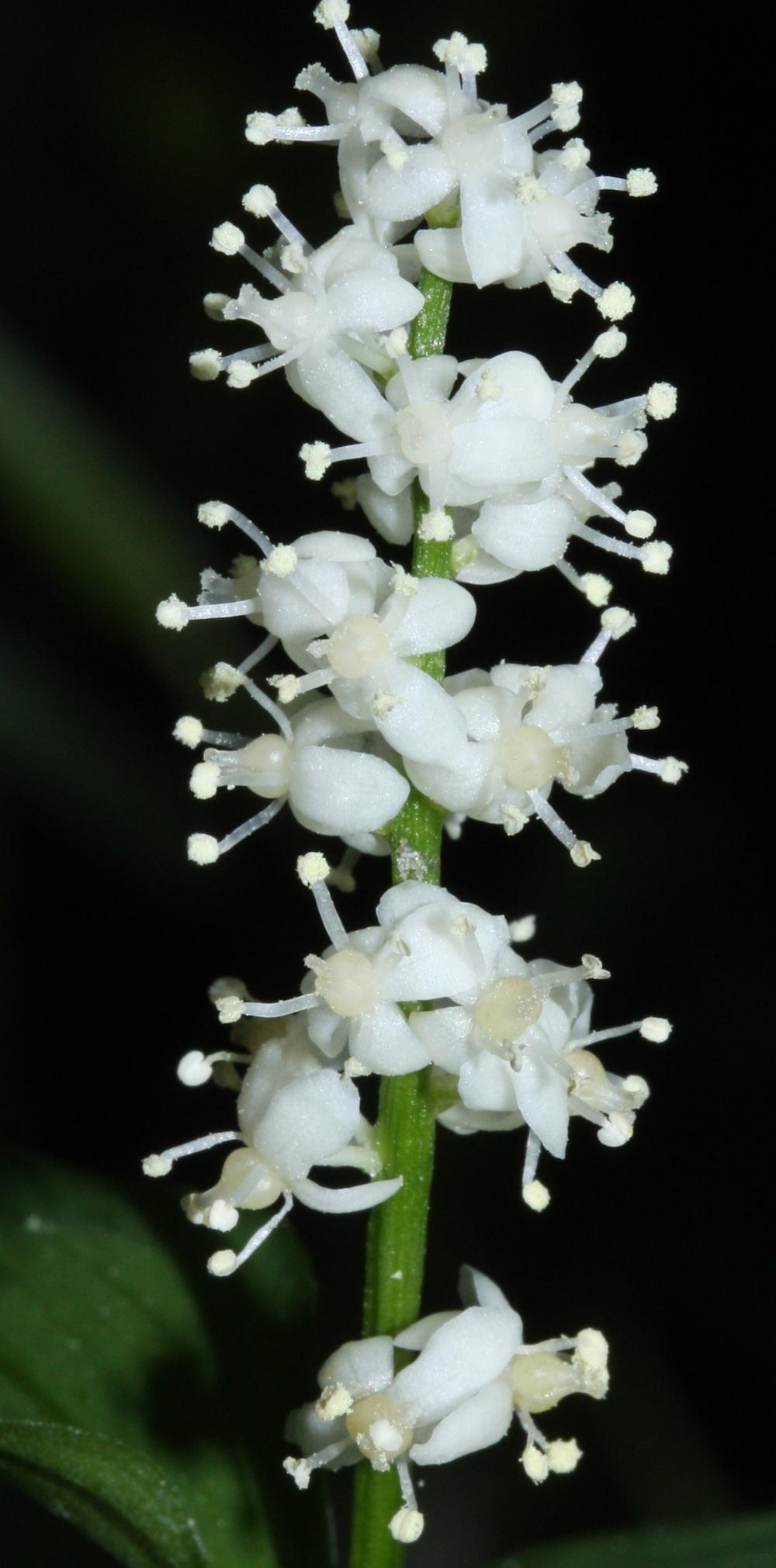 Photo of False Lily of the Valley (Maianthemum dilatatum) uploaded by robertduval14