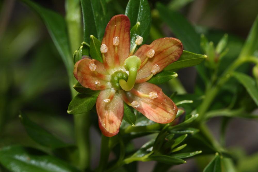 Photo of Copperbush (Elliottia pyroliflorus) uploaded by robertduval14