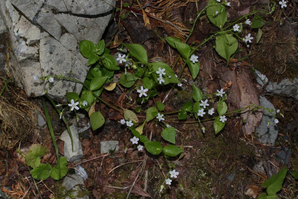 Photo of Candy Flower (Claytonia sibirica) uploaded by robertduval14