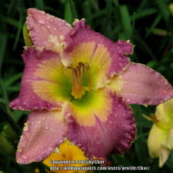 Location: Rich Howards garden (Ct Daylilies) in Ct
Date: 2015-07-18