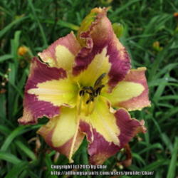 Location: Rich Howards garden (Ct Daylily) in Ct
Date: 2015-07-18