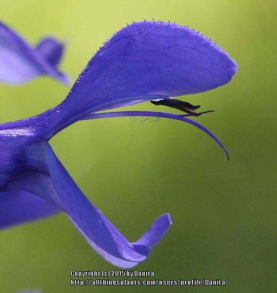 Photo of Blue Anise Sage (Salvia coerulea Nectar Blue™) uploaded by Danita